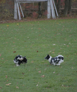 20251104_Dog park__DSC0189_.jpg