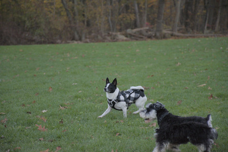 20251104_Dog park__DSC0192_.jpg