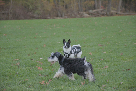 20251104_Dog park__DSC0193_.jpg