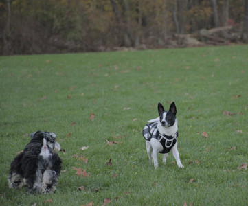 20251104_Dog park__DSC0194_.jpg