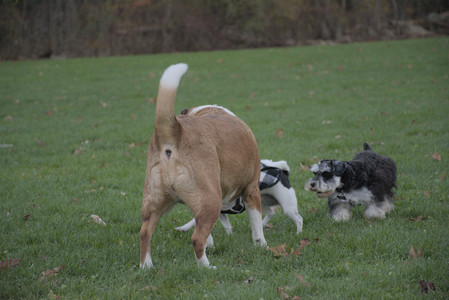 20251104_Dog park__DSC0195_.jpg