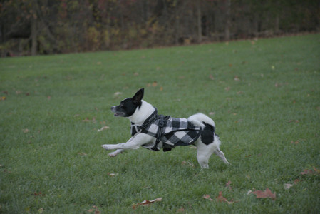 20251104_Dog park__DSC0197_.jpg