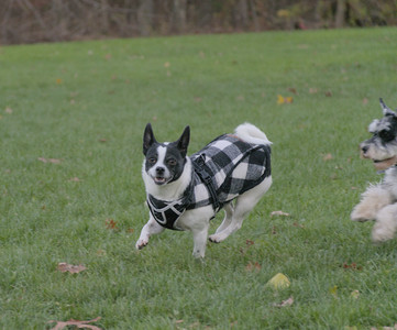 20251104_Dog park__DSC0198_.jpg