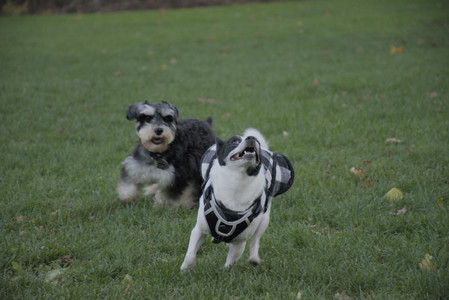 20251104_Dog park__DSC0199_.jpg