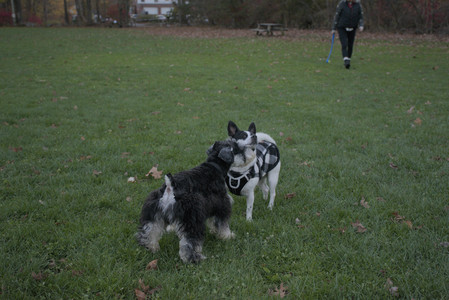 20251104_Dog park__DSC0201_.jpg