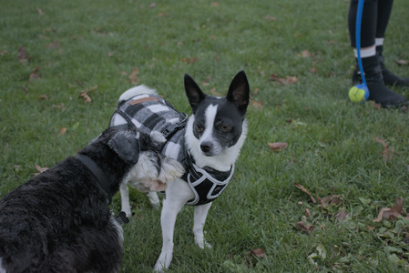 20251104_Dog park__DSC0205_.jpg