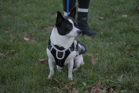 20251104_Dog park__DSC0211_.jpg