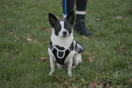 20251104_Dog park__DSC0212_.jpg