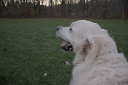 20251104_Dog park__DSC0237_.jpg