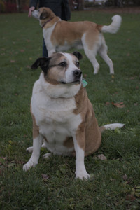 20251104_Dog park__DSC0239_.jpg