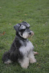 20251104_Dog park__DSC0242_.jpg