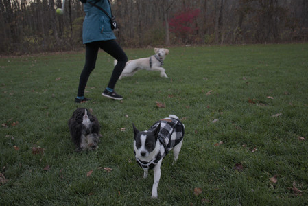 20251104_Dog park__DSC0243_.jpg