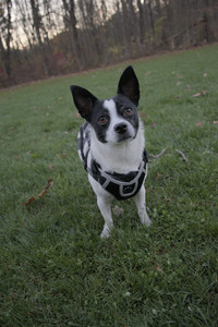 20251104_Dog park__DSC0244_.jpg