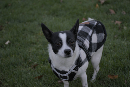 20251104_Dog park__DSC0246_.jpg