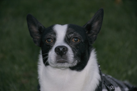 20251104_Dog park__DSC0250_.jpg