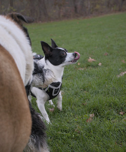 20251104_Dog park__DSC0251_.jpg