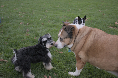 20251104_Dog park__DSC0252_.jpg