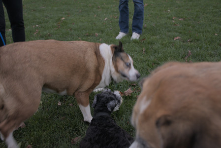 20251104_Dog park__DSC0253_.jpg