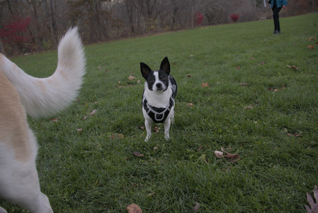 20251104_Dog park__DSC0254_.jpg
