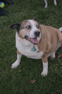 20251104_Dog park__DSC0258_.jpg