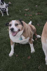 20251104_Dog park__DSC0259_.jpg