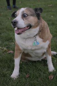 20251104_Dog park__DSC0260_.jpg