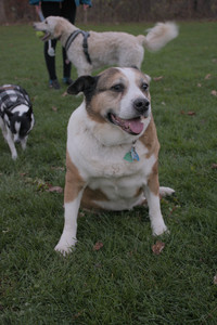 20251104_Dog park__DSC0261_.jpg