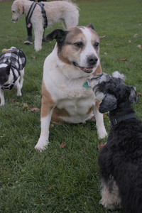 20251104_Dog park__DSC0262_.jpg