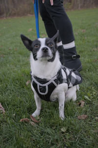 20251104_Dog park__DSC0264_.jpg
