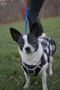20251104_Dog park__DSC0265_.jpg