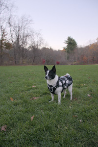 20251104_Dog park__DSC0269_.jpg