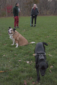 20251104_Dog park__DSC0271_.jpg