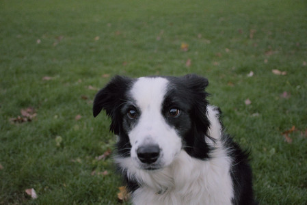 20251104_Dog park__DSC0273_.jpg