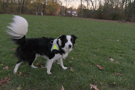 20251104_Dog park__DSC0275_.jpg