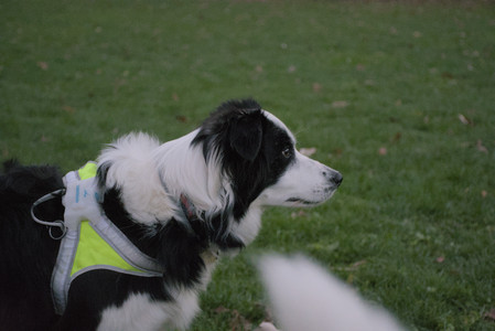 20251104_Dog park__DSC0277_.jpg