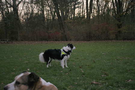 20251104_Dog park__DSC0279_.jpg
