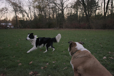 20251104_Dog park__DSC0281_.jpg