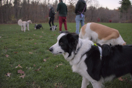 20251104_Dog park__DSC0283_.jpg