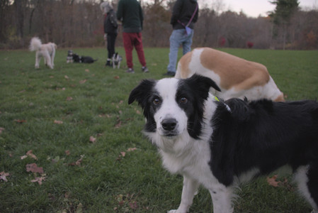 20251104_Dog park__DSC0284_.jpg