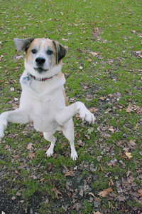 20251106_Dog park and flash stuff__DSC0022_.jpg
