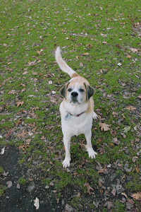 20251106_Dog park and flash stuff__DSC0024_.jpg
