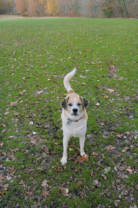 20251106_Dog park and flash stuff__DSC0025_.jpg