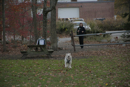 20251106_Dog park and flash stuff__DSC0028_.jpg