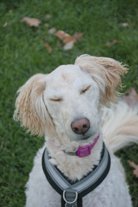 20251106_Dog park and flash stuff__DSC0031_.jpg