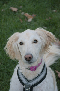 20251106_Dog park and flash stuff__DSC0032_.jpg