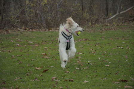 20251106_Dog park and flash stuff__DSC0034_.jpg