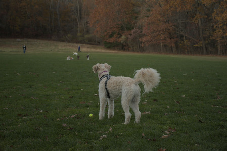 20251106_Dog park and flash stuff__DSC0036_.jpg