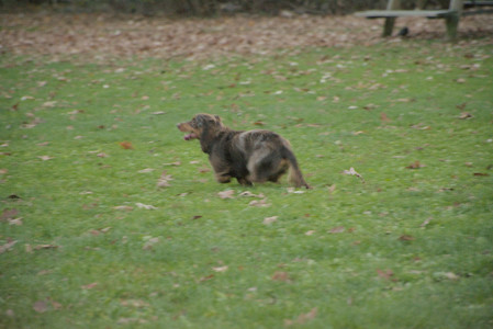 20251106_Dog park and flash stuff__DSC0039_.jpg