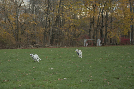 20251106_Dog park and flash stuff__DSC0040_.jpg