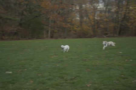 20251106_Dog park and flash stuff__DSC0041_.jpg